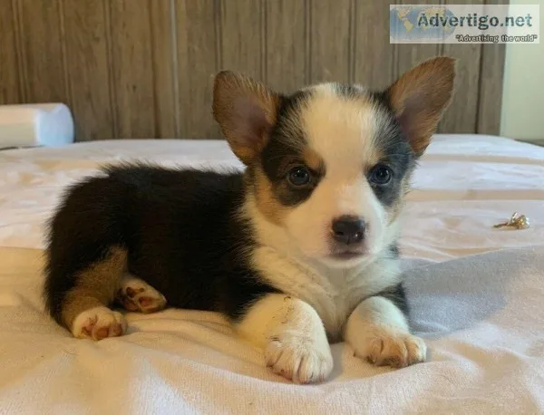 CKC and CKU Reg. Corgi Puppies ONLY TWO