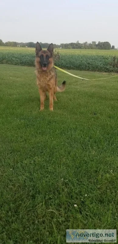 AKC German Shepherd