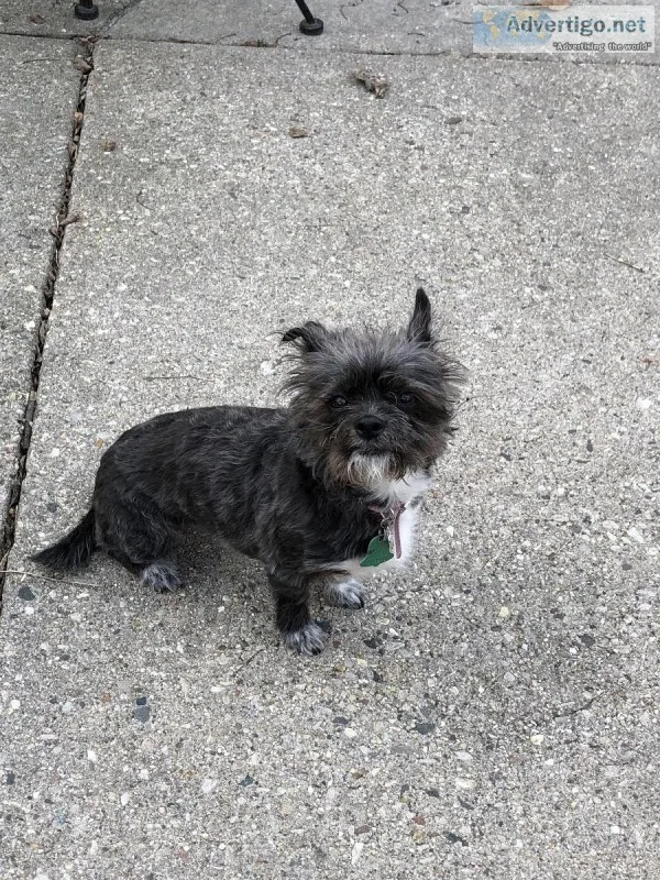 Yorky mix 3 yrs old