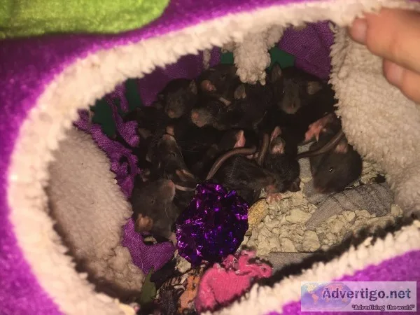 15 Baby Fancy Rats Need good homes