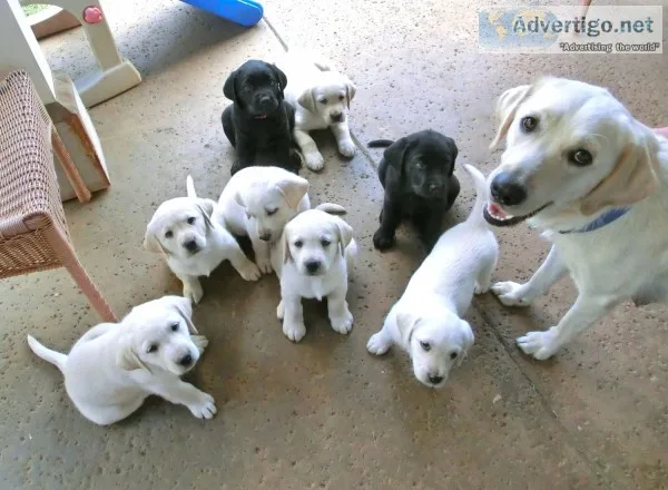 Labrador retriever puppies for sale