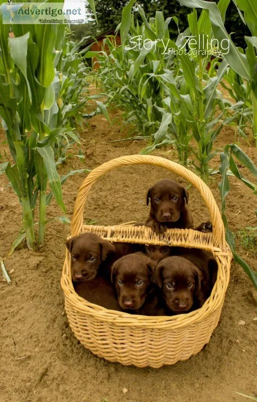 Labrador puppies