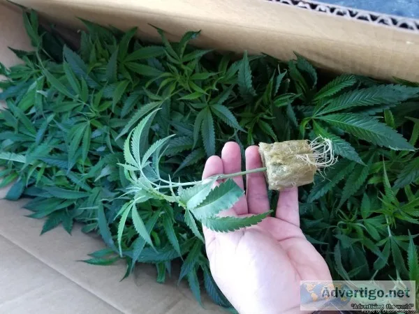Healthy fully rooted clones