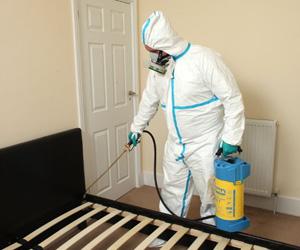 Bed Bugs Exterminator in Hamilton  Bed Bug Removal Experts