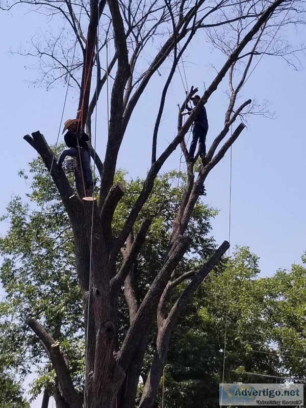 Lawn mowing and Tree service