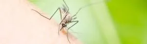 Mosquito Control and Treatment Services in Clarendon Hills