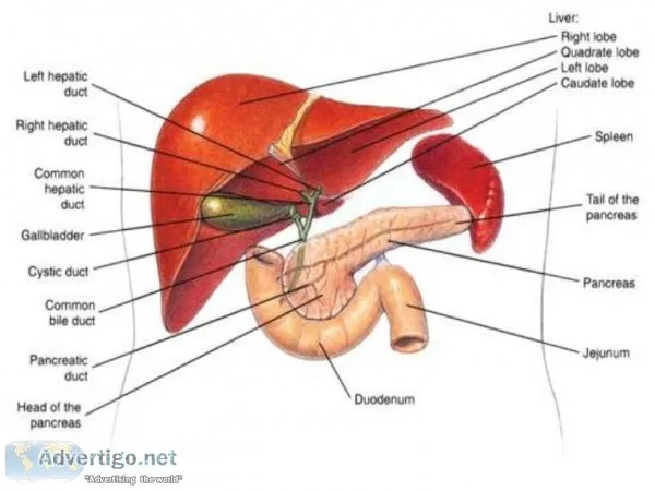Senior Liver Transplant Surgeon New Delhi