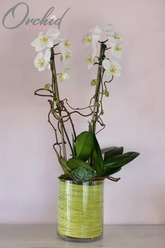 Unity Orchids