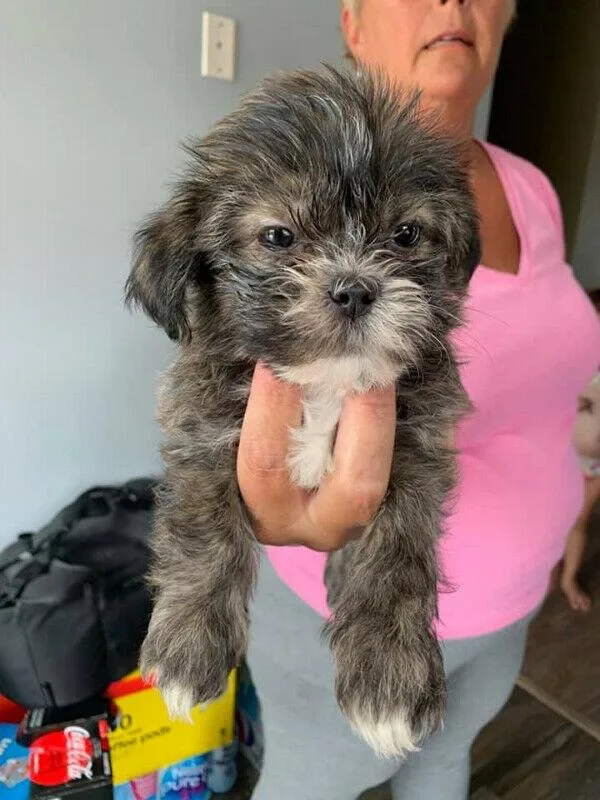 Shih-poo puppies