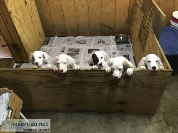 4 English Setter Male puppies