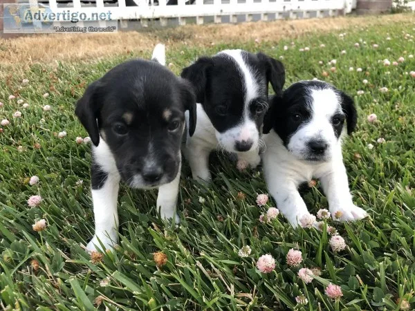 Jack Russell Mix Puppies