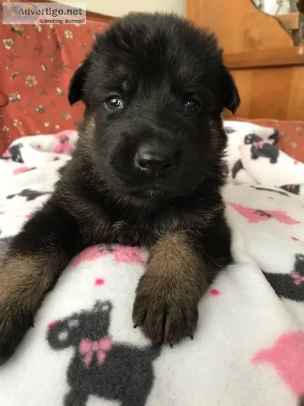 AKC German Shepherd Dog Puppies