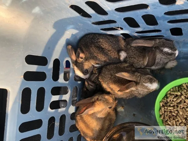 Baby Bunnies