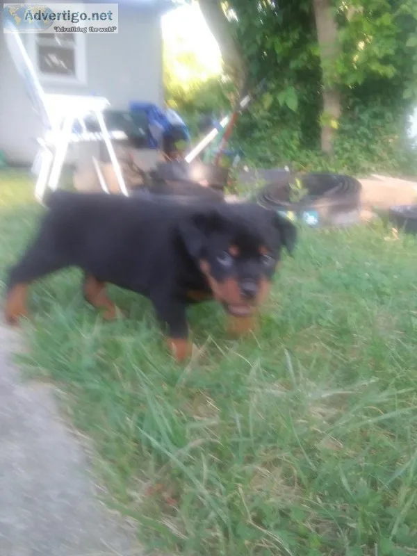 AKC German Rottweiler pups