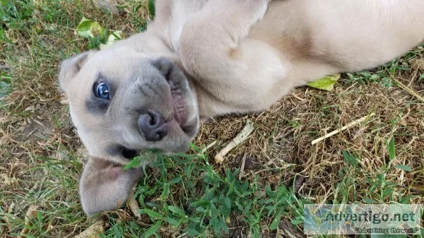 Cane Corso Male puppy Formentino wgrey mask