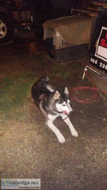 FOUND MALE HUSKY