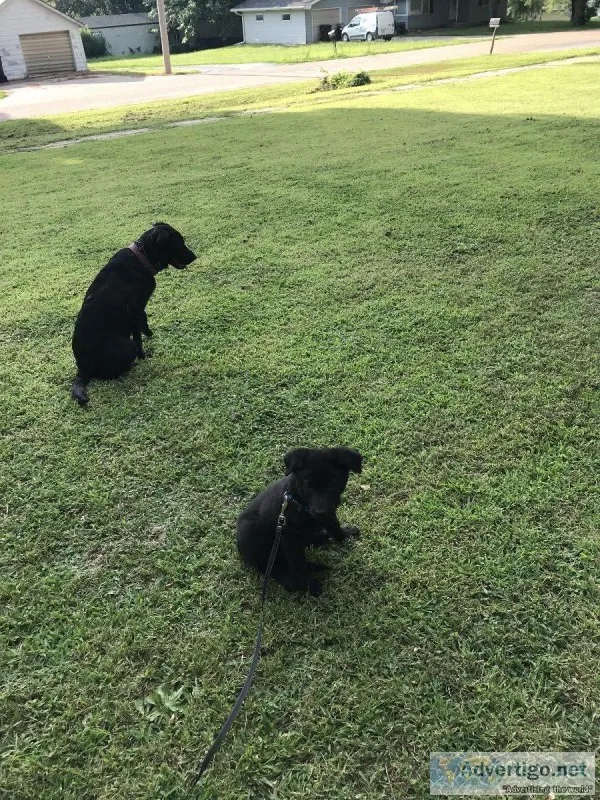 Lab mix puppy