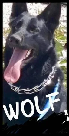 AKC GERMAN SHEPHERD STUD SERVICE