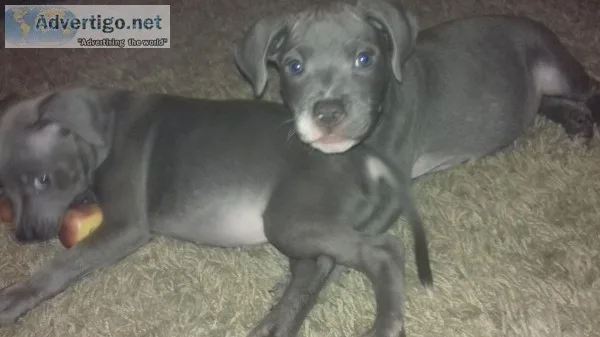 Kc reg blue staffy pups