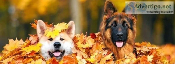 Perfect Match for My Dog  Petsmatefinder.com