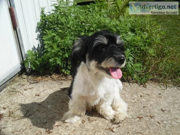 Havanese Male 1 and half years old