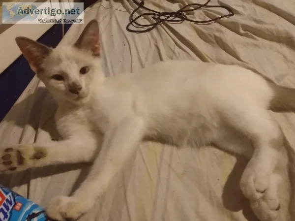 15 week Siamese kittens