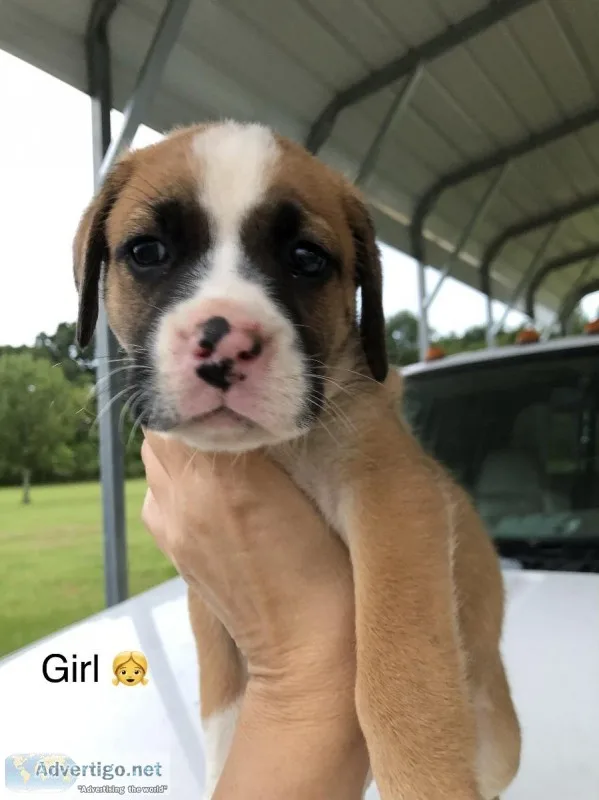 12 boxer puppies