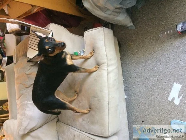 Fixed Female 3 year old Miniature Pinscher