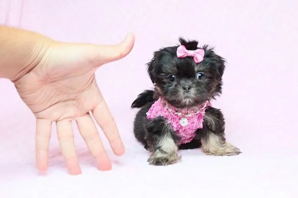 Teacup Shih-Tzu Puppies For Sale in Las Vegas