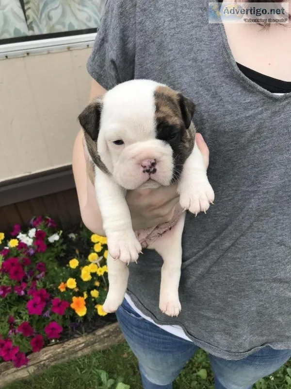 English Bulldog puppies females