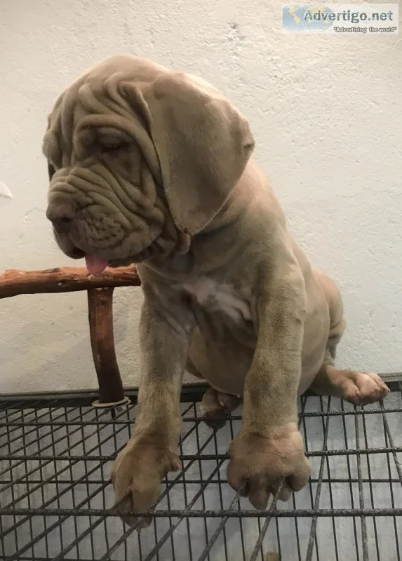 Neapolitan Mastiff Pups