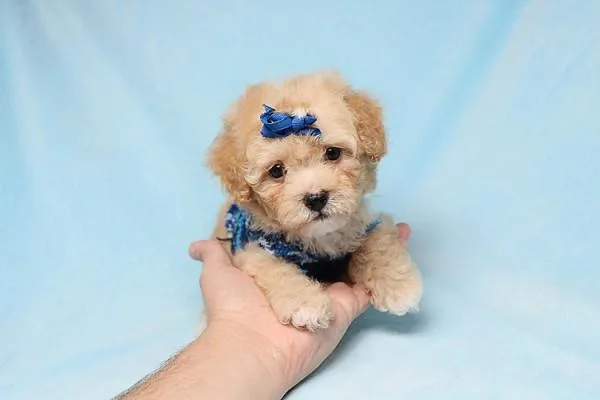 Teacup and Toy Maltipoo Puppies For Sale In Las Vegas By Breeder