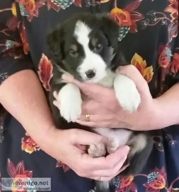 Bordaussie pupples