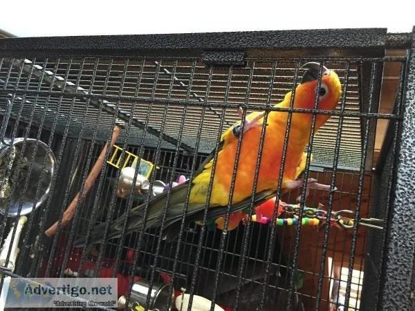 Sun Conure
