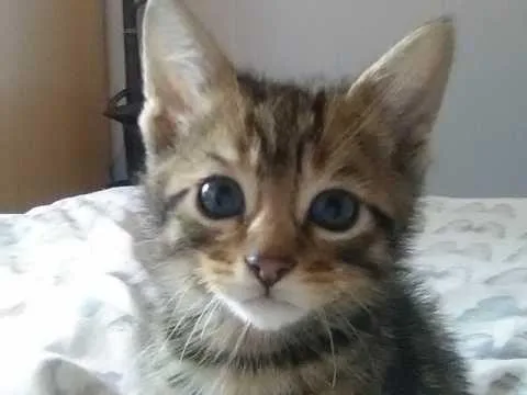 Bengal Kittens Ready Now