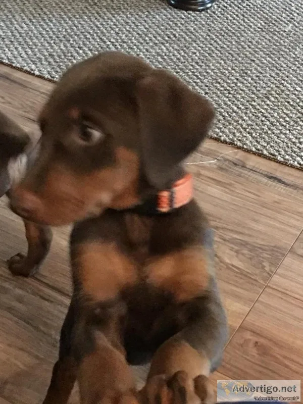 Doberman Pinscher Pups