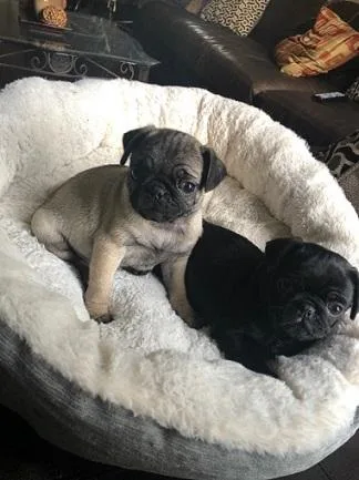 Stunning Pug Puppies