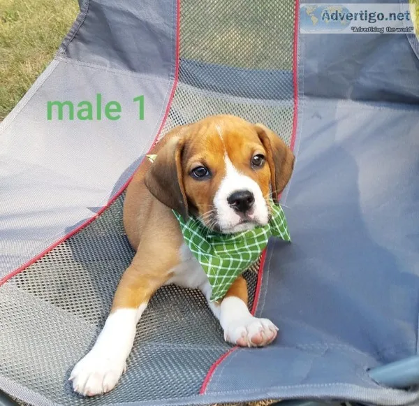 Beagle-Bulldog males