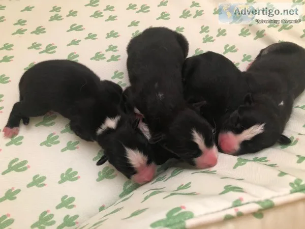 HuskyAussie puppies