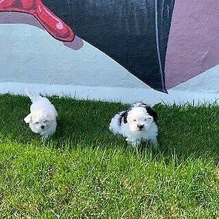 Cross between Maltese and Shitzu