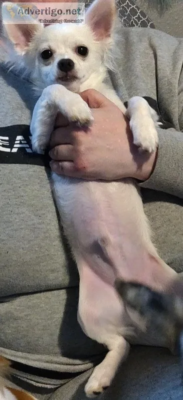 6 month M Chihuahua