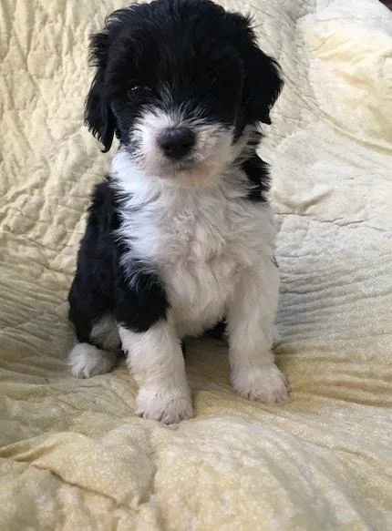 Smashing Portuguese Water Dog Avail.