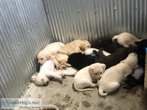 Labrador Retrievers