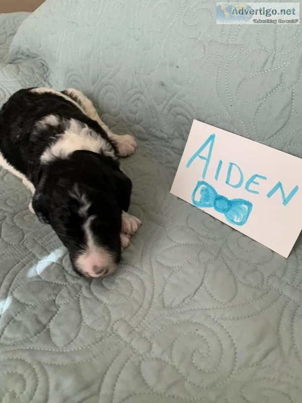 Standard Poodle Puppies