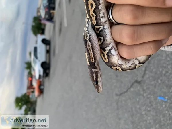 Cinnamon Ball Python