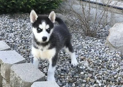 Stunning Litter Of Siberian Huskys
