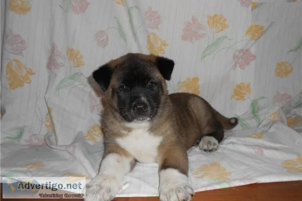 Akita puppies
