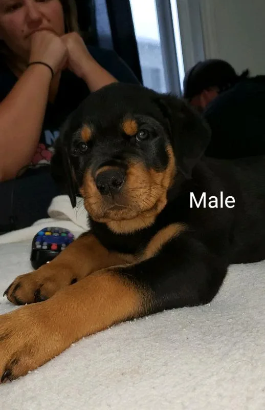 10 Week Old Rottweilers