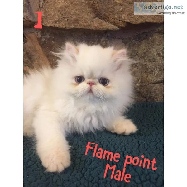 CFA registered Persian Himalayan kittens