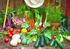 Free Garden tips